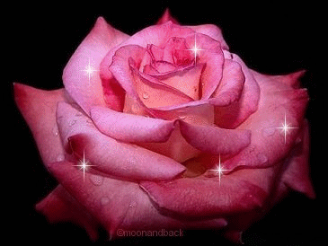 fleur pour houda